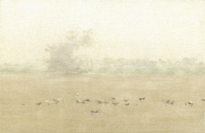 Palomas comiendo (calima)