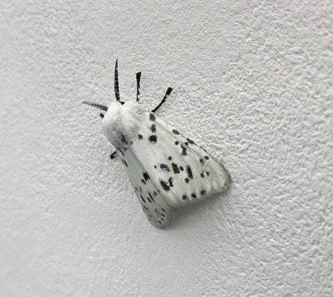 Closer to Vermeer: white ermine moth