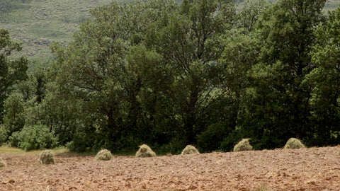 Hierba en Movimiento